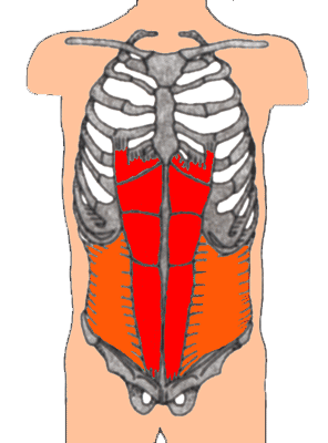 Gerader Bauchmuskel: M. rectus abdominis