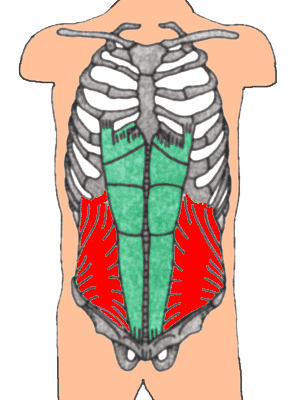 Innerer schräger Bauchmuskel